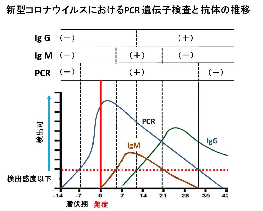 コロナ 発症 まで の 時間